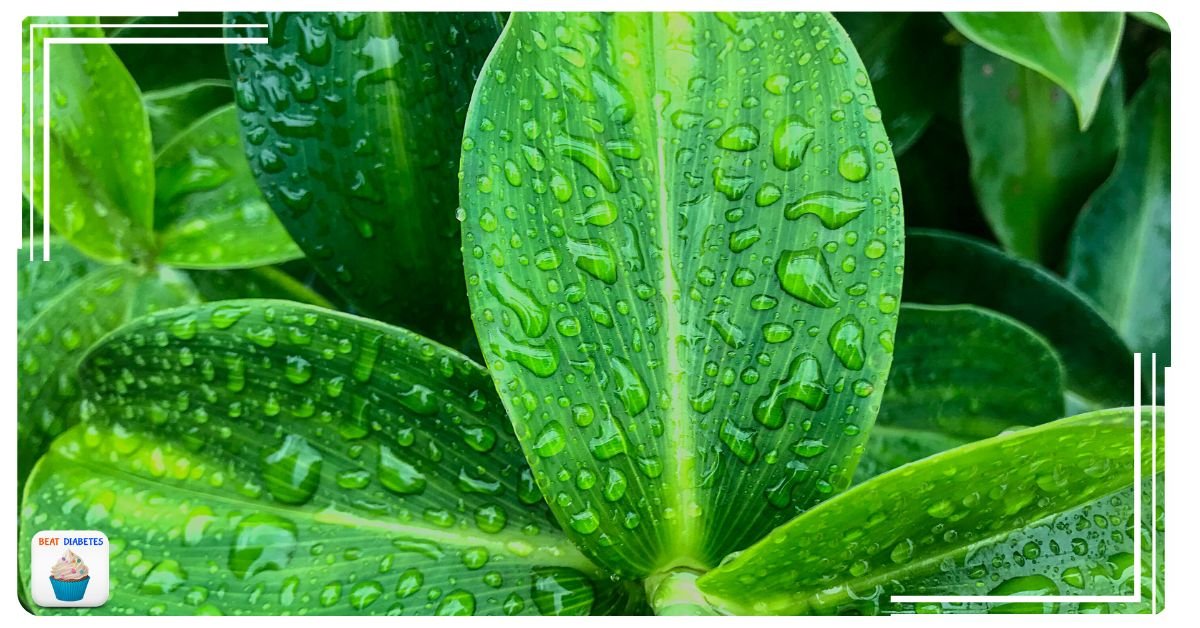 15 Leaves That Can Help Control Diabetes