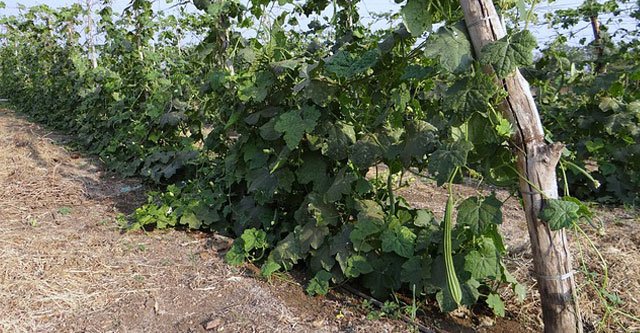 Is-Ridge-Gourd-healthy