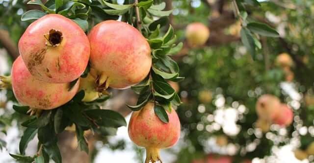 What-is-the-Nutritional-Value-of-Pomegranate