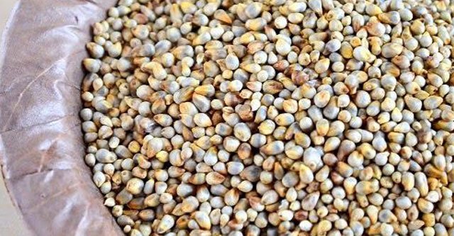 What-is-Sorghum