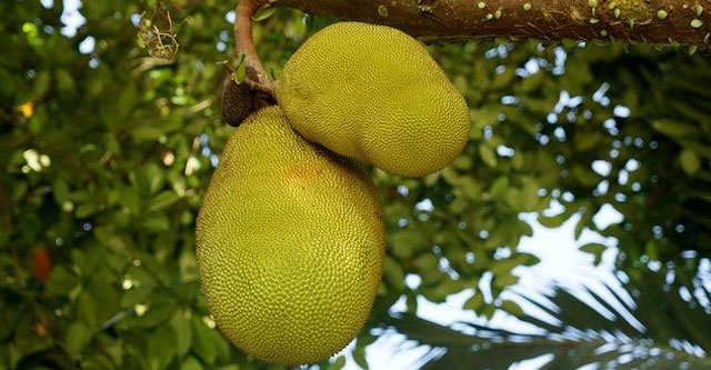 What is raw jackfruit