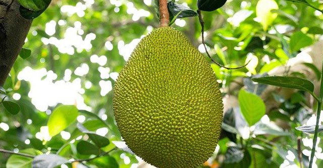 What is the Glycemic Index of Raw Jackfruit