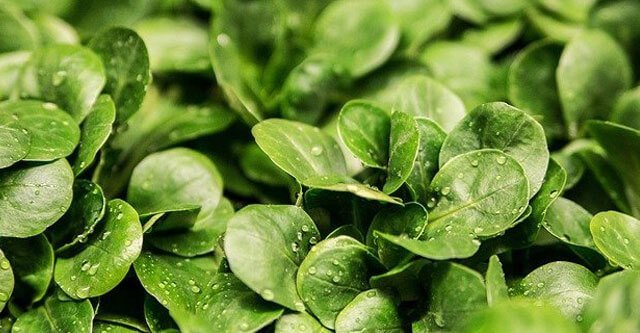 Is Lettuce Good for Diabetes? 8 Health Benefits