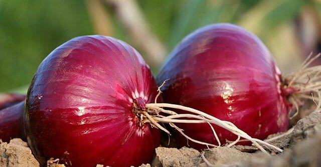 Is Onion Bad for Diabetes, based on Glycemic Index