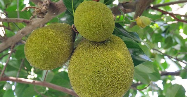 Can diabetic patients Eat Jackfruit