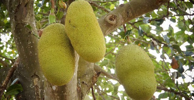 What are the side effects of eating jackfruits