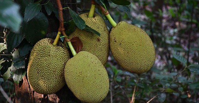 What is the benefits of eating jackfruit
