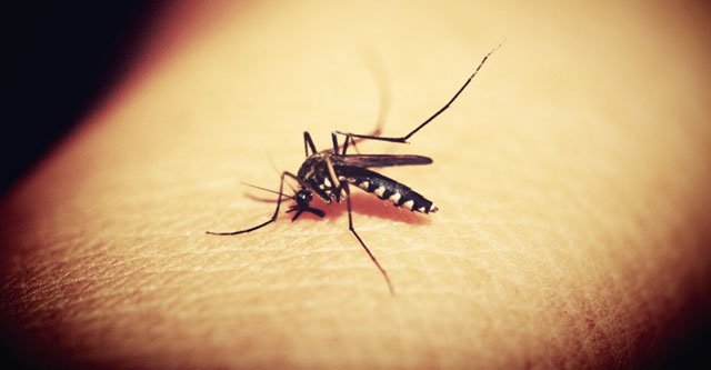 Do-Mosquitoes-Prefer-Diabetic-People-Over-Non-Diabetic