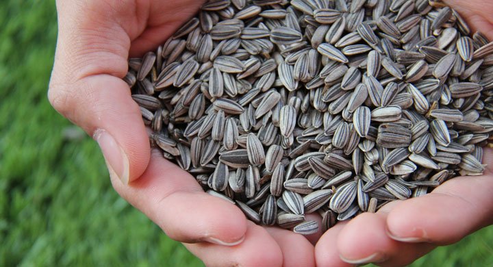 9 Tips on Eating Sunflower Seeds for Controlling Diabetes