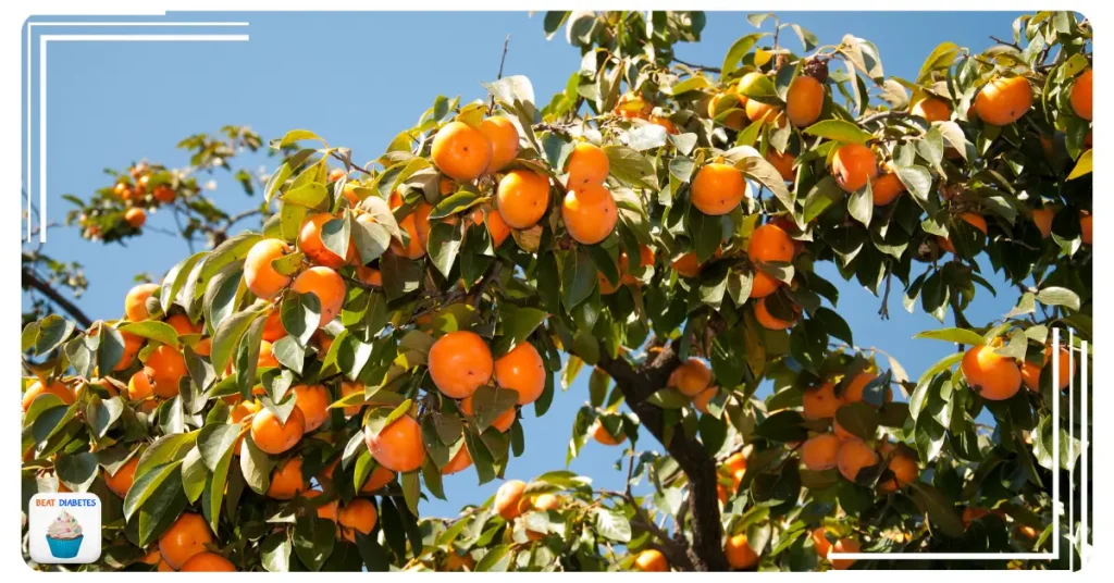 Is Persimmons Good for Diabetes patients